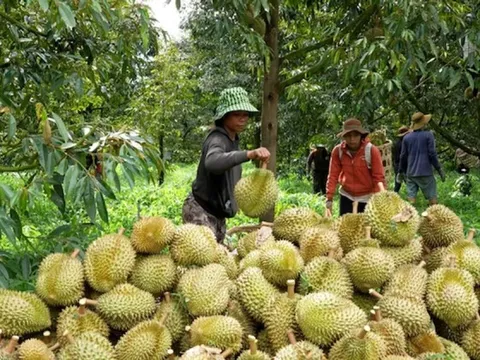 Cám cảnh sầu riêng: Chỉ khi 'sạch từ gốc' mới thực sự ngọt lâu